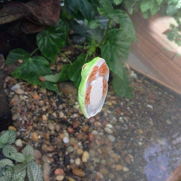 hourly frogs ! ꕥ (@hourfrogs) on Twitter photo 