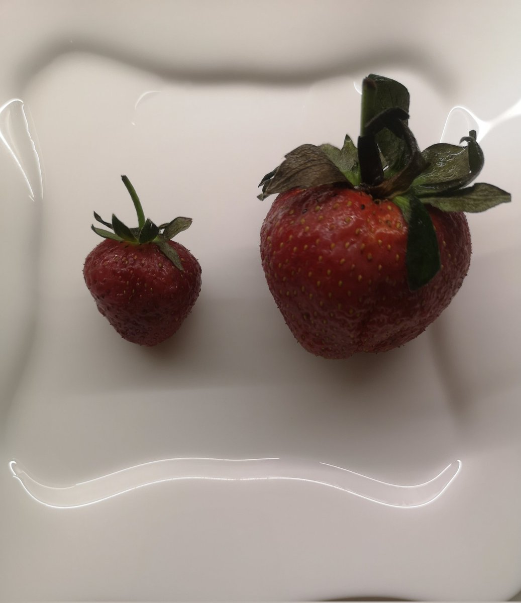 Hiç bitmeyen çilek 🍓 yapmışlar. Şimdi bu hormonlu mudur, değil midir? Acep yesek mi yemesek mi 🤔 😀