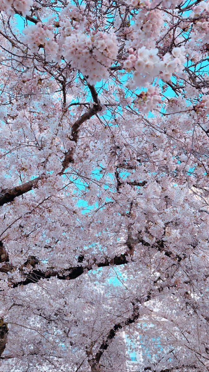 PrajaktaPC90's tweet photo. Just can’t get enough of these flowers 🌸💕

@uwcherryblossom https://t.co/24YAz4EQlU