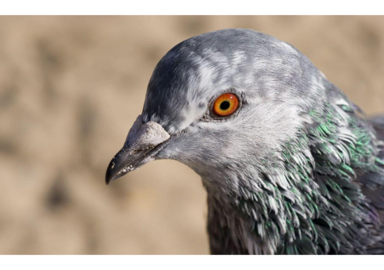 GoodPigeonBot's tweet image. funny pigeon 11/10