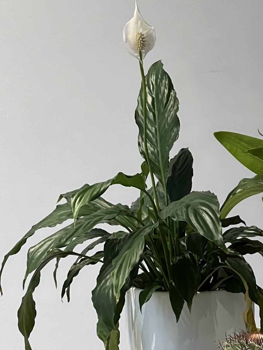 This is Lily now - one year on! Definitely a drama queen!