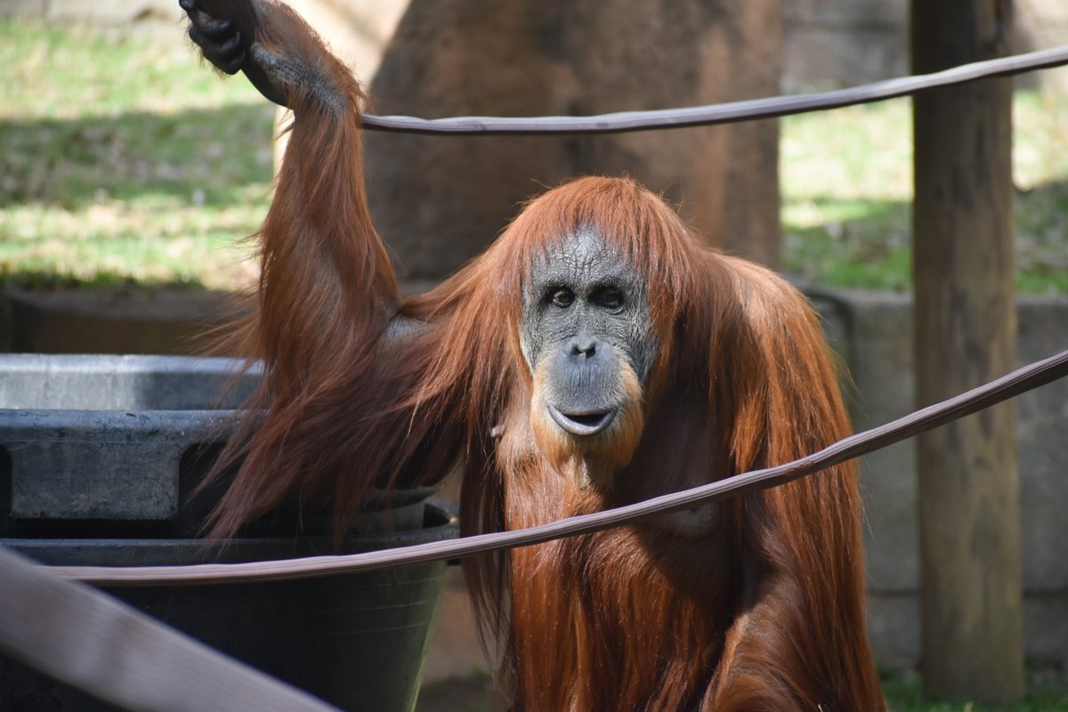 Greenville Zoo on Twitter: "Did you know there are three species of