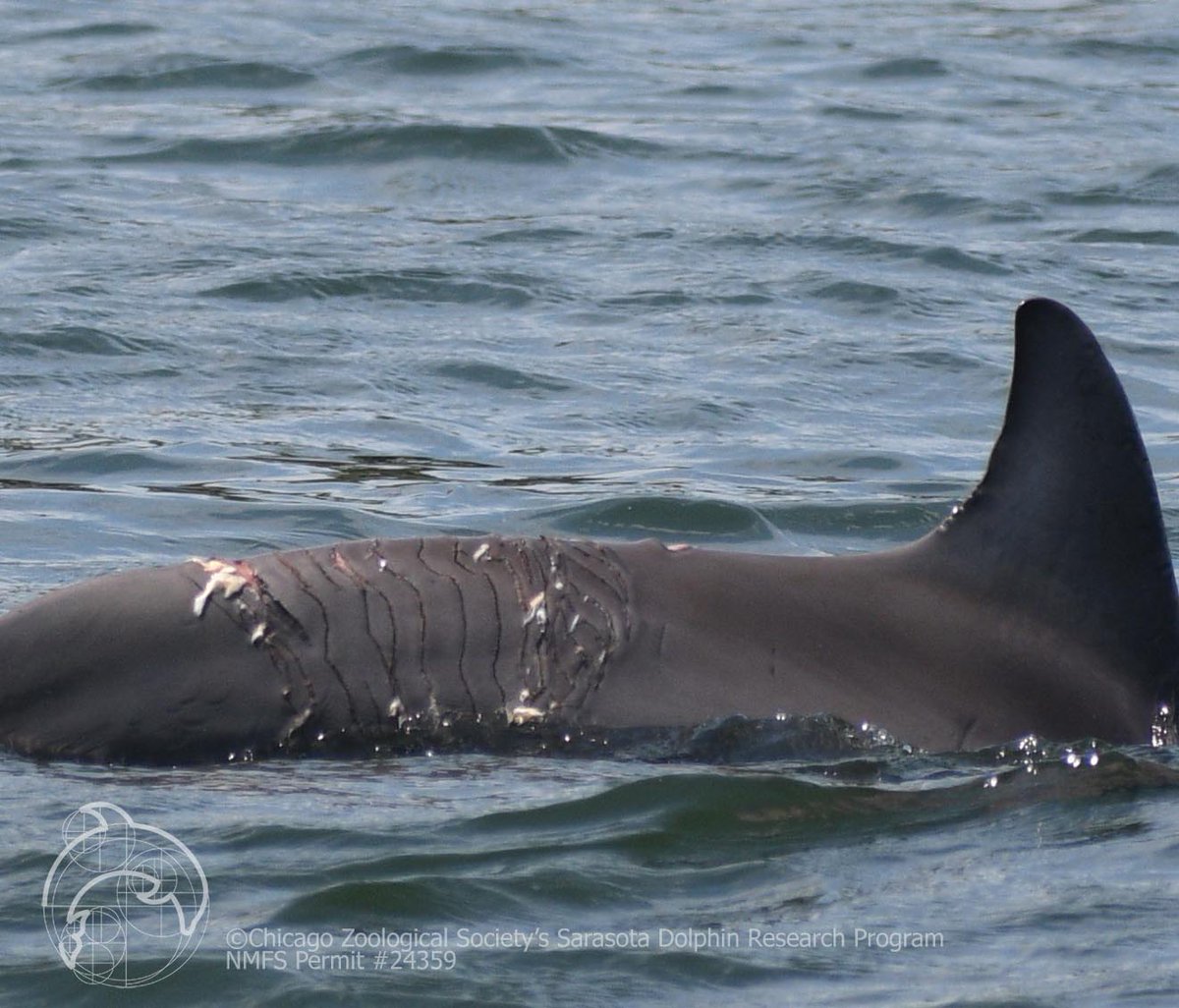dolphinsarasota's tweet photo. On Monday, we observed rescued calf 2094 with a large shark bite. She was with mom #F209 who was helping her move & survive. We observed the calf & mom yesterday & she appeared to be doing well. We will continue monitoring this calf’s progress. More: https://t.co/ShkITILWrF https://t.co/oiDCQZWzRY
