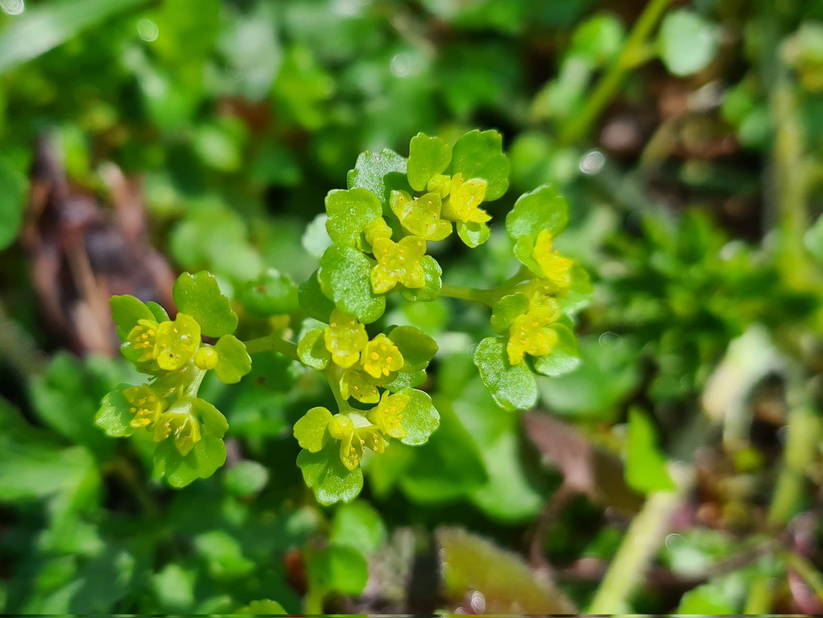 Heerlijkheyd's tweet photo. Langs de vijver en de beekjes staat het op dit moment helemaal vol met dit kleine plantje, paarbladig goudveil (Chrysosplenium oppositifolium).
#Frankrijk #puydedôme #goudveil #chrysosplenium https://t.co/85Xh0ntfII