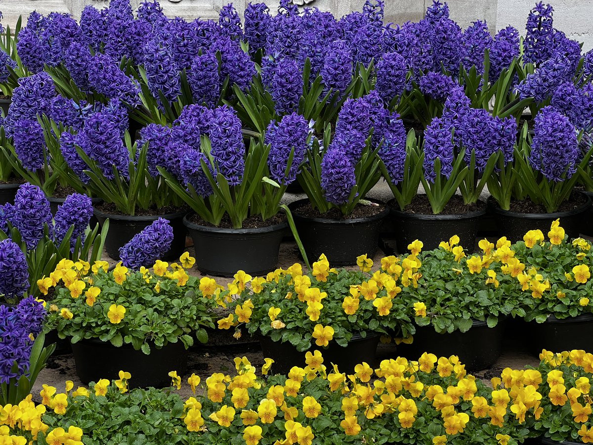 NYCRobyn's tweet photo. Flowers abound in @bryantparknyc 🤧🌷🌸 #NYC #whyiwalk #mynewyork #getoutise @NYCParks @StormTeam4NY #daffodils https://t.co/Vd4wRPRQ5l