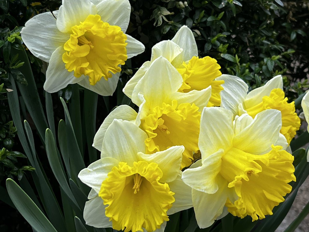 NYCRobyn's tweet photo. Flowers abound in @bryantparknyc 🤧🌷🌸 #NYC #whyiwalk #mynewyork #getoutise @NYCParks @StormTeam4NY #daffodils https://t.co/Vd4wRPRQ5l