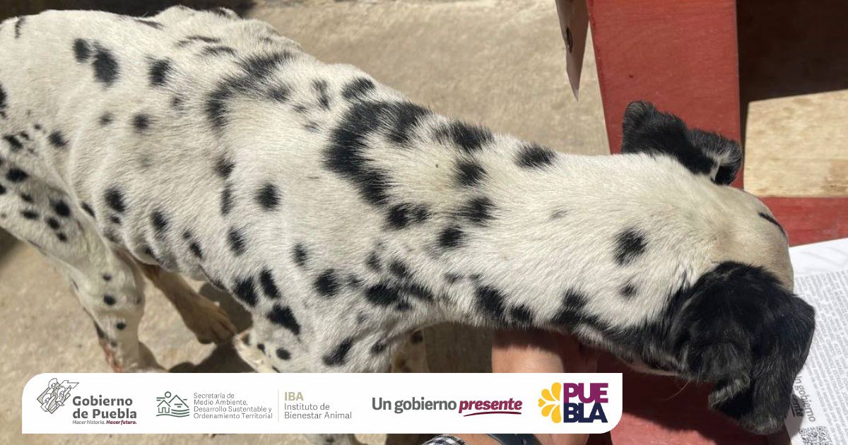 IBAGobPue's tweet photo. En seguimiento al caso de la Colonia “Naciones Unidas” y contando con el domicilio correcto, se informa que nuestros #InspectoresIBA, llevaron a cabo el aseguramiento de un perro que sufría de un evidente estado de desnutrición y abandono. 🚫 https://t.co/J3QMljsfCD