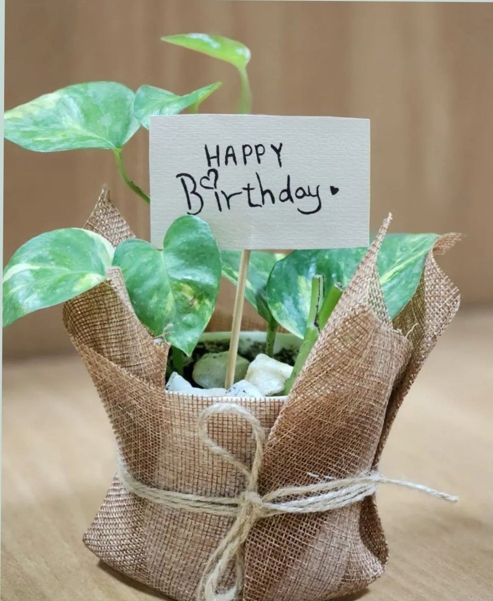 zuhalplants's tweet photo. سحب سريع على الشتله المفضله عندكم 💚
شتله البوتس 🍃🌿

كل العليك رتويت فقط

السحب بعد ٣ ايام https://t.co/hbsA9ZUUUT