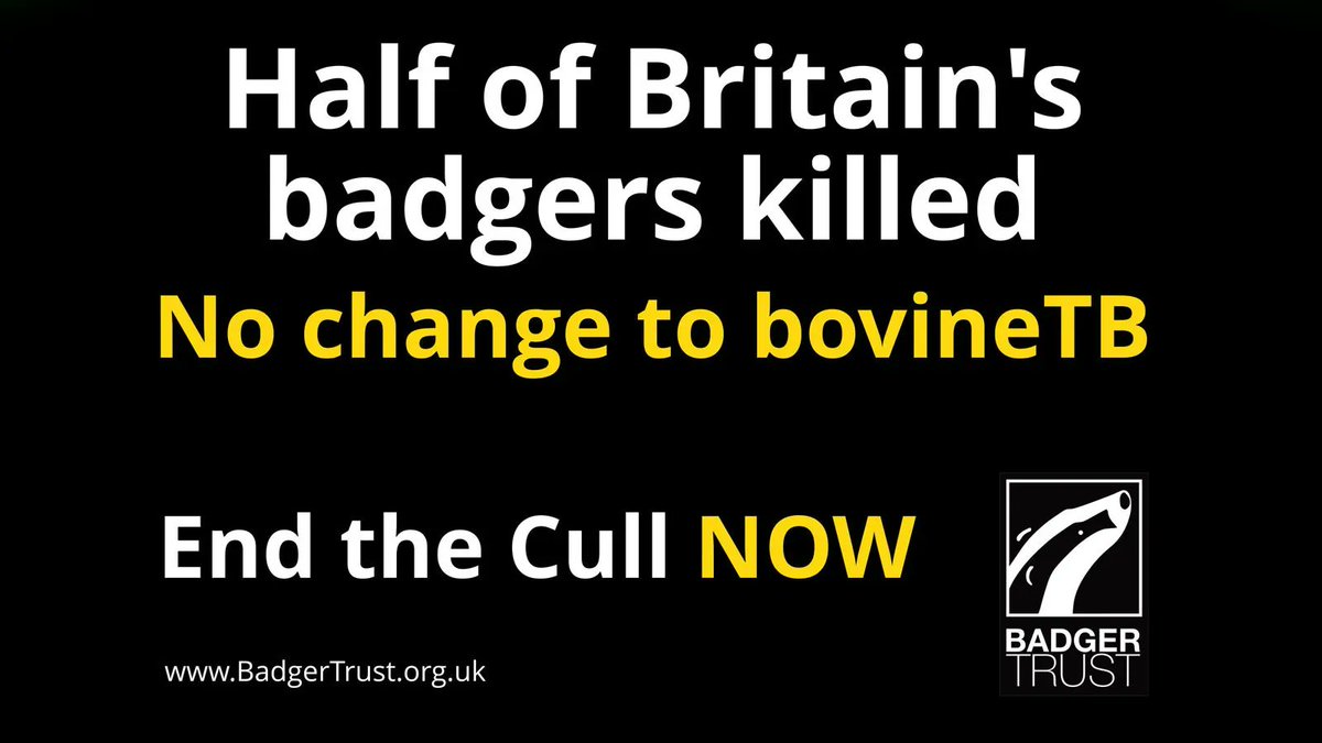 ⚠️ BREAKING: 2022 #badgercull figures released.

Over 210,000 badgers lost to the cull, up to half of Britain's estimated population.

We say #EnoughIsEnough as culling spells disaster for a protected species.

Read our full report: buff.ly/40M8pdC 

#EndtheCull