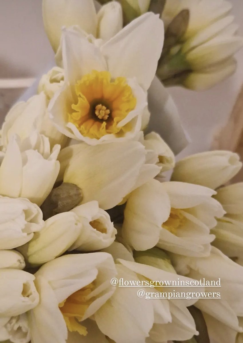 Flowers Grown In Scotland tweet media
