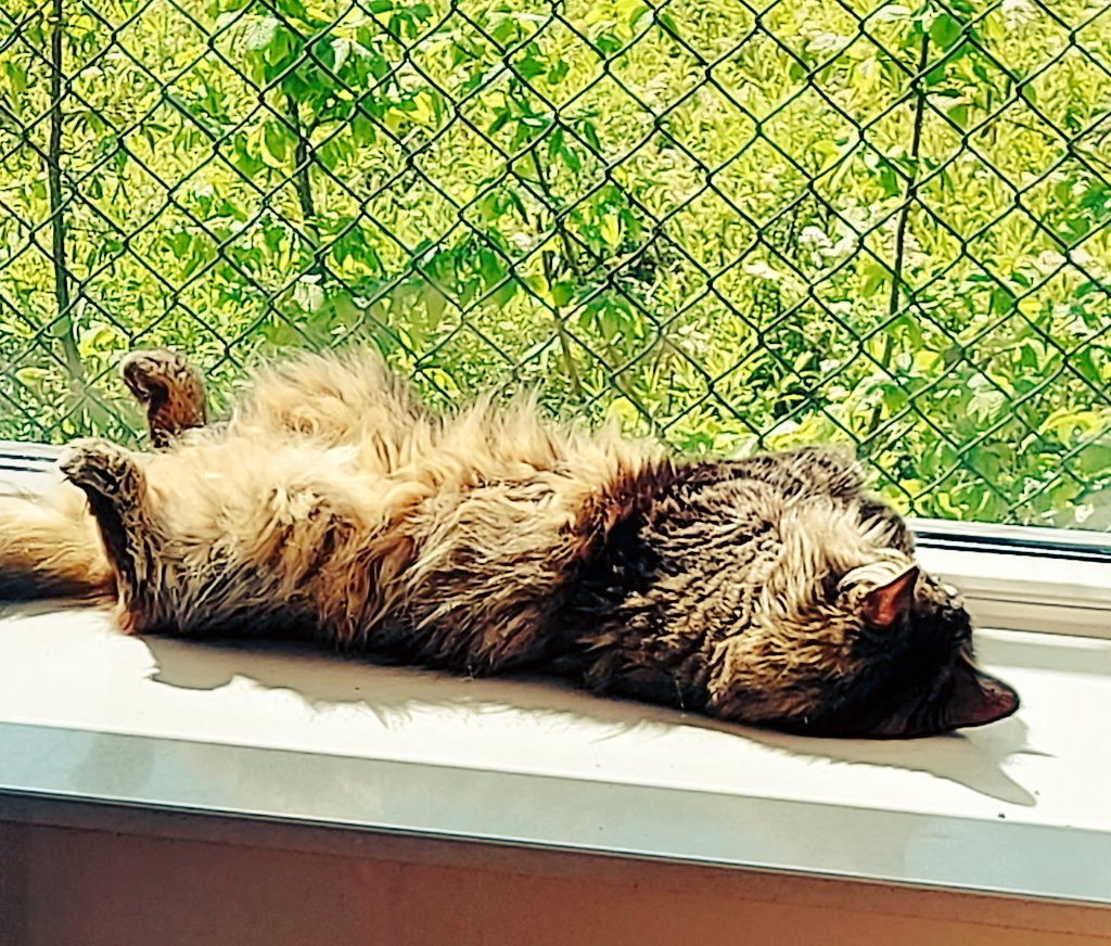 Benthe the boxcat🌈 and Miep🌈 tweet media