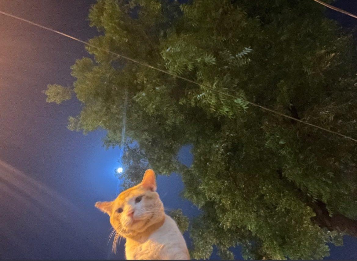 rish_115's tweet photo. back with cute cat selfies to bless your day🥰 https://t.co/51ATzUbZsu