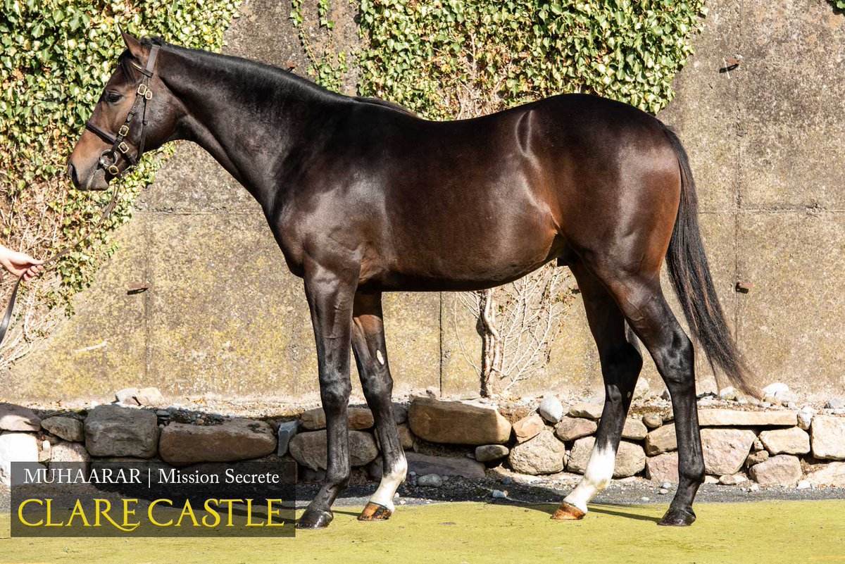 Wildenstein Breeding - FanPage (@bleuballymore) on Twitter photo 💶 LOSE YOUR WAD, 3yo colt by MUHAARAR from MISSION SECRÈTE, wins his maiden at <a href="/kemptonparkrace/">Kempton Park Racecourse</a> for his 2️⃣nd start, trained by <a href="/cbhills/">Charlie Hills</a>
➡️ Sold by <a href="/ClareCastleStud/">Clare Castle Stud</a> at <a href="/Tattersalls1766/">Tattersalls</a> Book2
Ballymore 🐎
💙 MISSION SECRÈTE, by GALILEO, sister of 1.000 Guineas winner MISS FRANCE 💶 LOSE YOUR WAD, 3yo colt by MUHAARAR from MISSION SECRÈTE, wins his maiden at <a href="/kemptonparkrace/">Kempton Park Racecourse</a> for his 2️⃣nd start, trained by <a href="/cbhills/">Charlie Hills</a>
➡️ Sold by <a href="/ClareCastleStud/">Clare Castle Stud</a> at <a href="/Tattersalls1766/">Tattersalls</a> Book2
Ballymore 🐎
💙 MISSION SECRÈTE, by GALILEO, sister of 1.000 Guineas winner MISS FRANCE