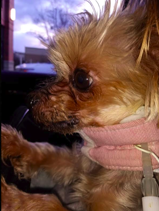 jenasis11's tweet photo. #Update lil Champ has started to drink water from a bowl a little bit and  close his own mouth most of the way~ we are only 3 weeks in- still 5 more to go!!  
 #Please #donate 
cashapp $JenasisFree venmo @Jena-Greer https://t.co/WlOzmoFhys or https://t.co/sRhfzjv5zp
Thank you https://t.co/uUerWdo57h