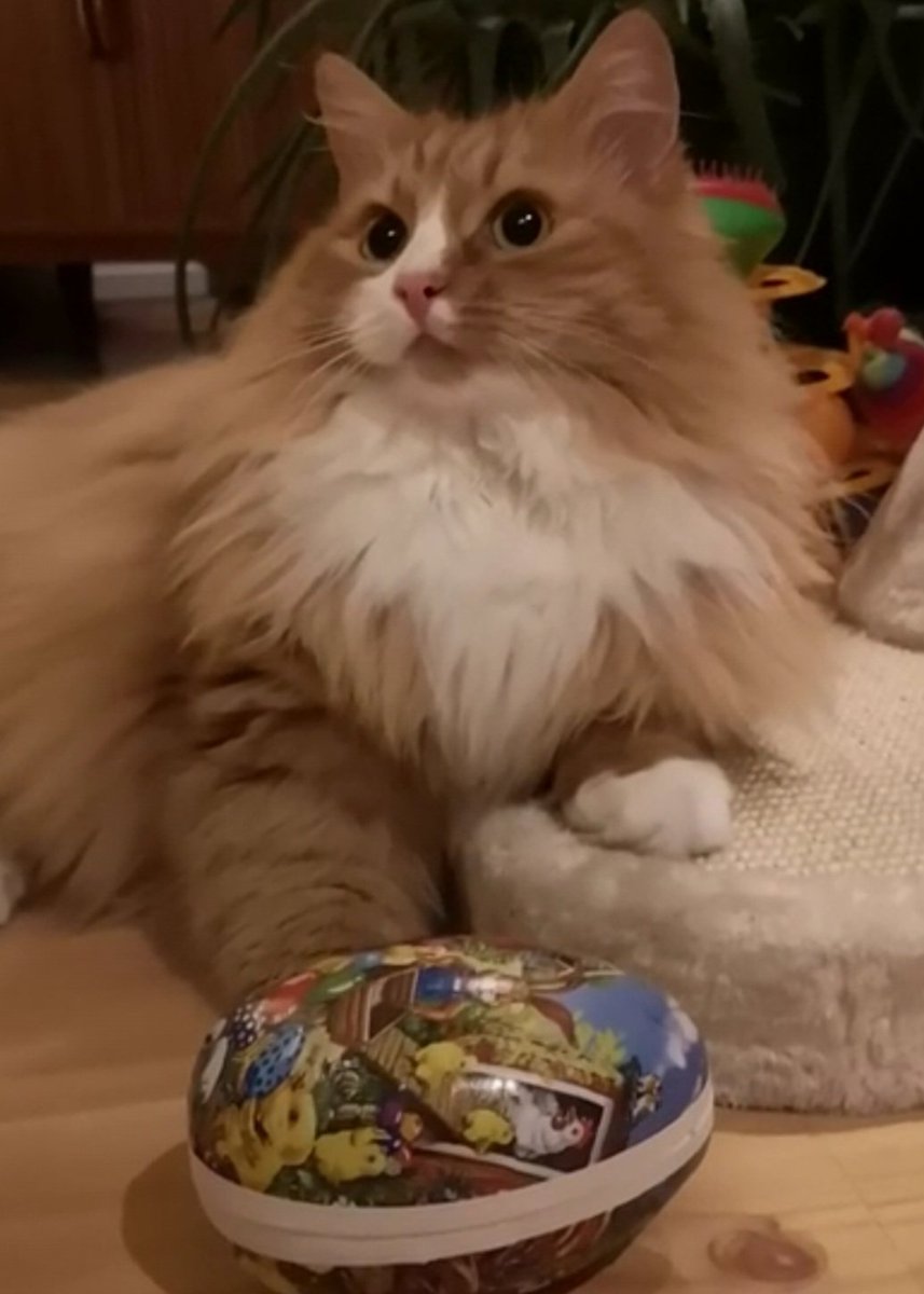 trinemari's tweet photo. For å få mer action her er det nok bare én ting å gjøre... KATT!!
#AttpåkattenBast #Katt #Cat #CuteCat God påske! https://t.co/KWCAlL3hp7
