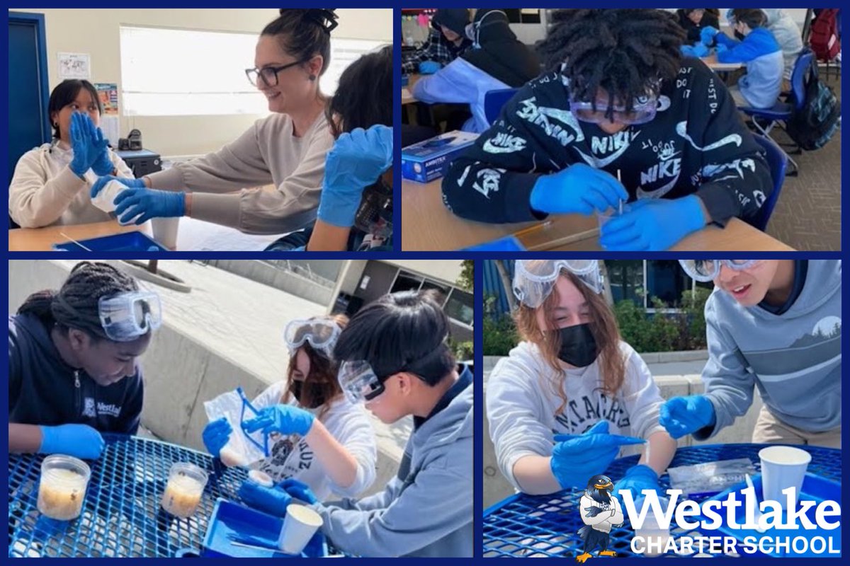 westlakecharter's tweet image. Our 8th grade Science classes participated in #WCSJoyfulLearning last week by learning how to extract DNA from strawberries. Shoutout to our Science team for creating these engaging opportunities for our Middle School Explorers to learn.