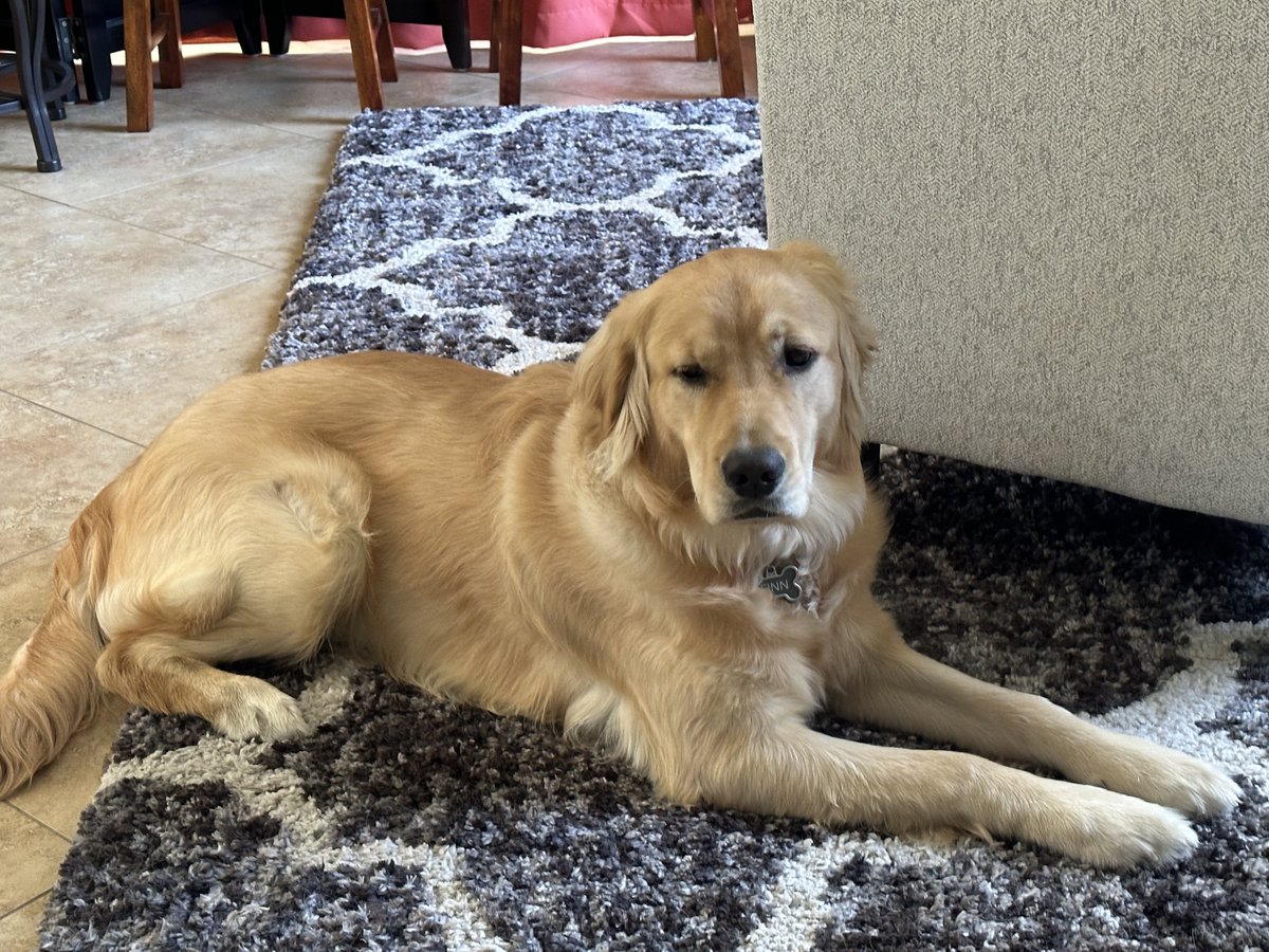 same spot same dog different day