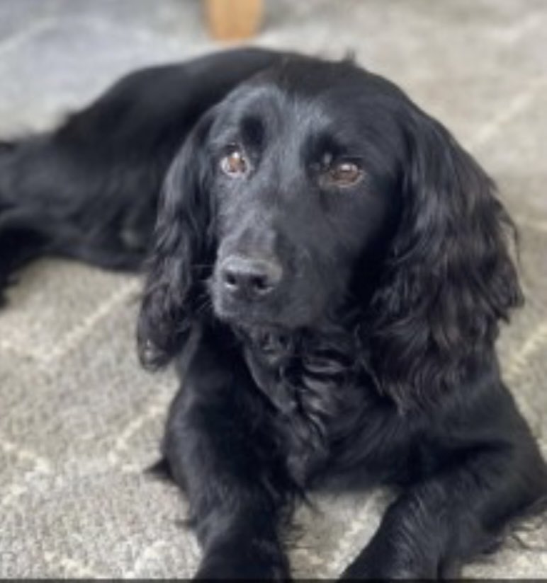 rosieDoc2's tweet photo. #SpanielHour
JED missing 7/2/23 #Underley #Collington #Bromyard #HR7
Male black adult #CockerSpaniel
WHERE DO THEY GO 💔
https://t.co/6M6Ut95BQe
@OfficesUnderley @BromyardTownFC @bromyardfm @BromyardCouncil @KarenFi51820768 @RachaelB100 @JacquiSaid @juliagarland73 https://t.co/uaf6Bbe8pC