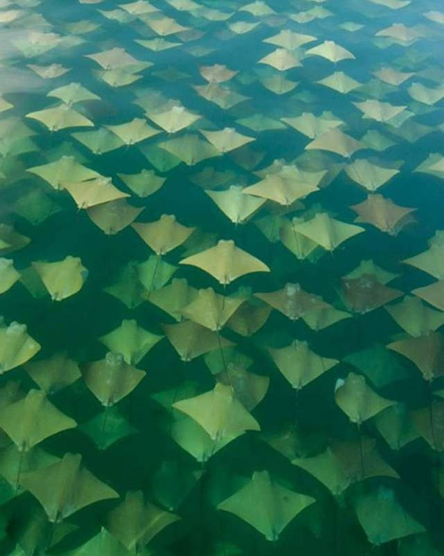 EnsedeCiencia's tweet photo. Así se observa una migración de mantarrayas. https://t.co/Rq0Br5Vw4d