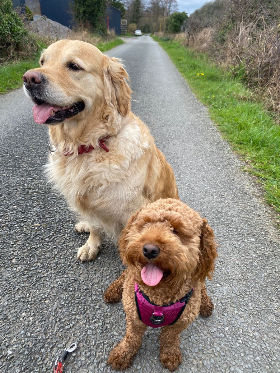 CmMorthin's tweet photo. Tegan (5 years) & Mabli (10 months) these two are great friends. Mabli has brought out the puppy in Tegan #goldenretriever #dogs #puppies #pets #cocapoo #porthmadog https://t.co/toxzq7axXs