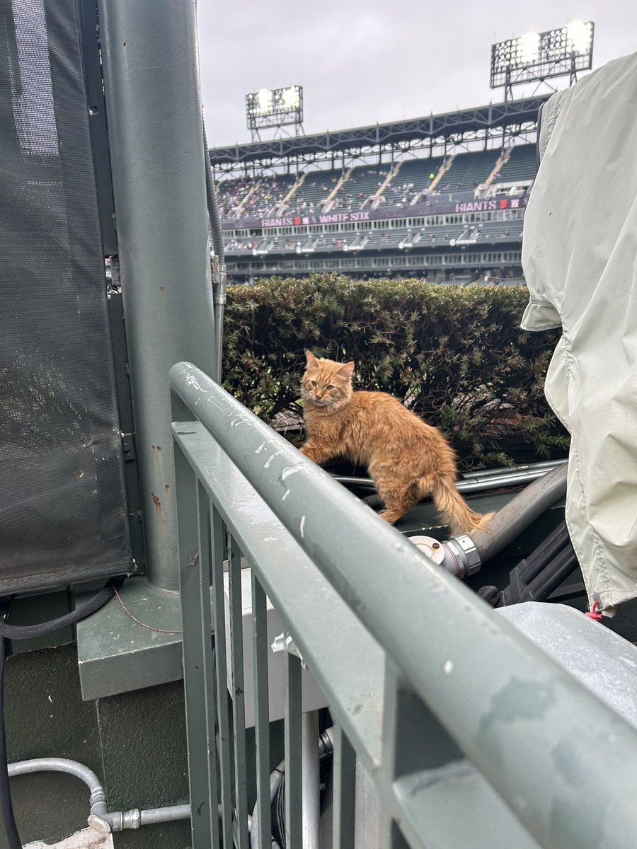 lexlopez_'s tweet photo. So somehow we have found a cat… https://t.co/wLyAQVNnma