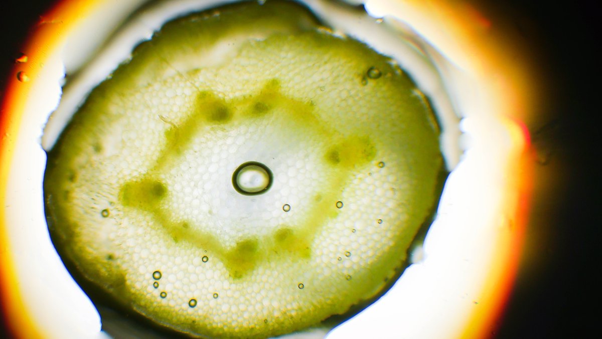 FreshGreens2Go's tweet photo. What's in a microgreen? Close up they are just cells, but they are more nutrient dense foods that their fully mature counterparts! Don't forget to eat your greens! #microscopicgreens #40xmagnification #20xmagnification#plantstemcrosssection #peamicrogreens #sunflowermicrogreens https://t.co/IY5ZbL6i1Q