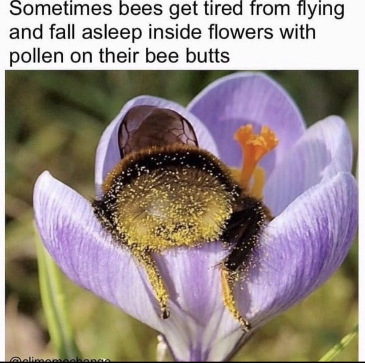 AuroraLou3's tweet photo. 🐝 https://t.co/q7euxKLcds