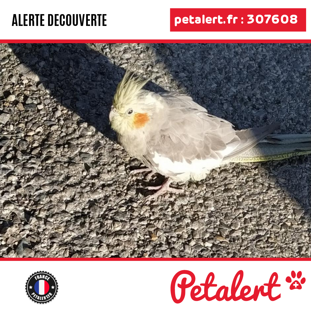 petalert_france's tweet photo. Trouvé #Oiseau #Aude #Narbonne #Petalert #PetAlert11 / https://t.co/LijVpA7RHU https://t.co/NdVz0dPsf7