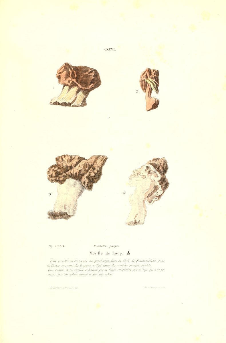 Iconographie des champignons de Paulet, recueil de 217 planches dessinées d'après nature by  Léveillé, Joseph Henri, 1796-1870; Paulet, Jean-Jacques, 1740-1826   ~ archive.org/details/iconog… #fungi #butterflies #birds #nature #book #archive #scientificillustration