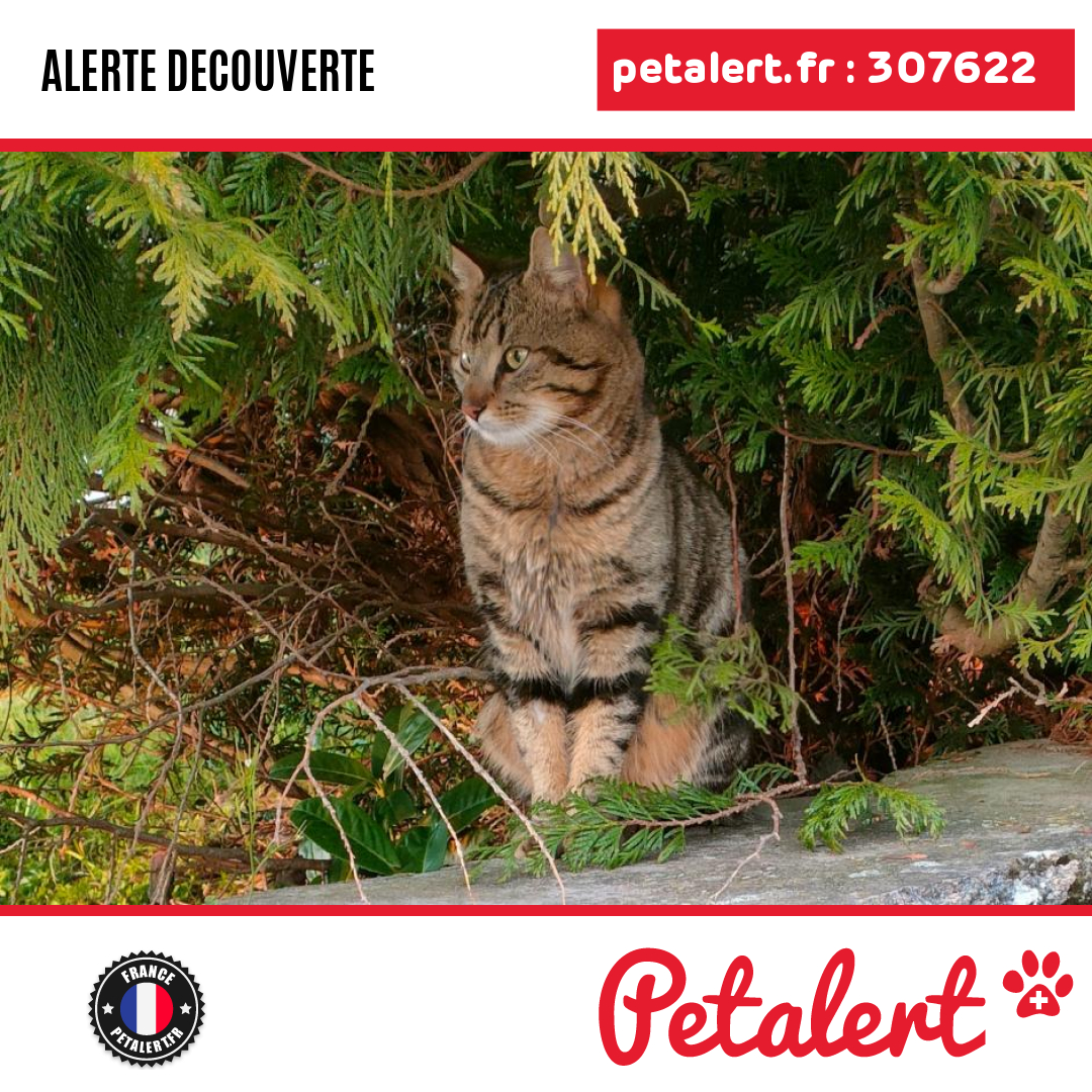petalert_france's tweet photo. Trouvé #Chat #Vosges #Sanchey #Petalert  #PetAlert88 / https://t.co/xQ7B4roufU https://t.co/5KfLlHsfgQ