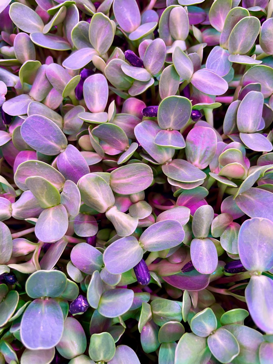 FreshGreens2Go's tweet photo. What's in a microgreen? Close up they are just cells, but they are more nutrient dense foods that their fully mature counterparts! Don't forget to eat your greens! #microscopicgreens #40xmagnification #20xmagnification#plantstemcrosssection #peamicrogreens #sunflowermicrogreens https://t.co/IY5ZbL6i1Q
