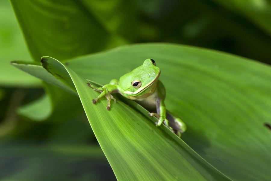 hourly frogs ! ꕥ (@hourfrogs) on Twitter photo 
