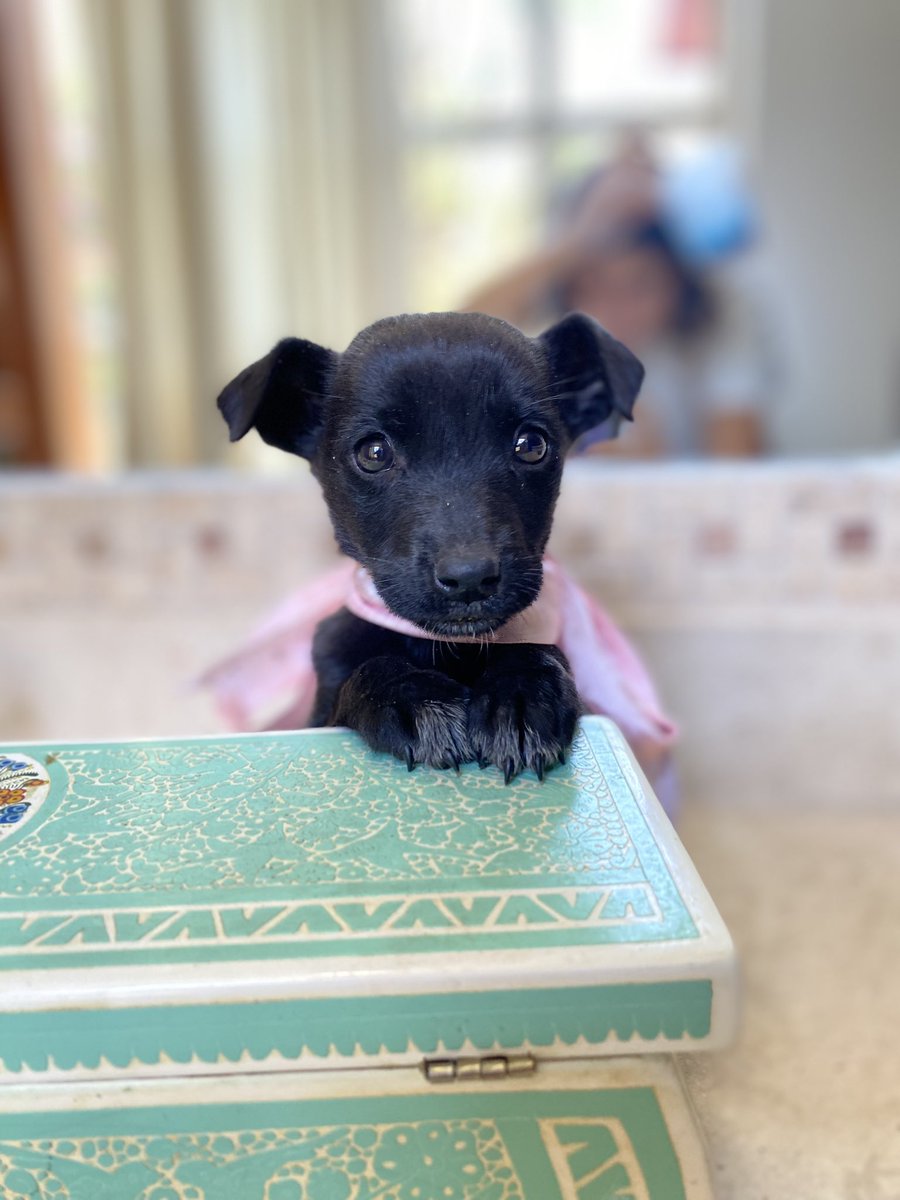 Alina_Gag's tweet image. Soy Pulga y estoy en adopción

Me encontraron en la calle. Unos señores me tiraron, como si fuera basura 💔

Soy una bebita, tengo como 2 meses. Soy talla chiquita, cruza de chihuahua. Busco una familia que me ame por siempre. Si eres tú puedes mandarle mensaje a Alina?