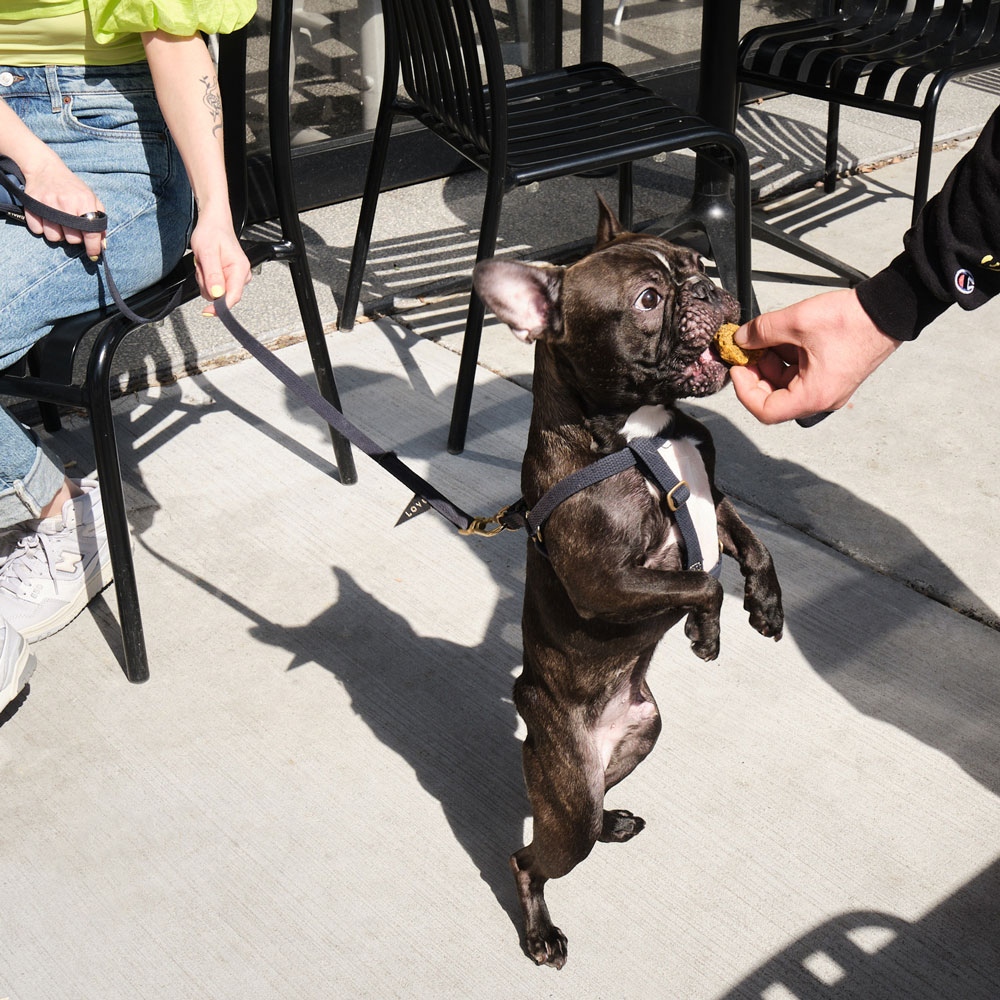 Join us tonight for Yappy Hour each Wednesday on the patio at @lasgemelasdc! Specials for you and your pup: homemade dog treats and $2 off margaritas, frozen drinks and draft beer. No dog, no problem: you don't need to bring a dog to attend Yappy Hour.