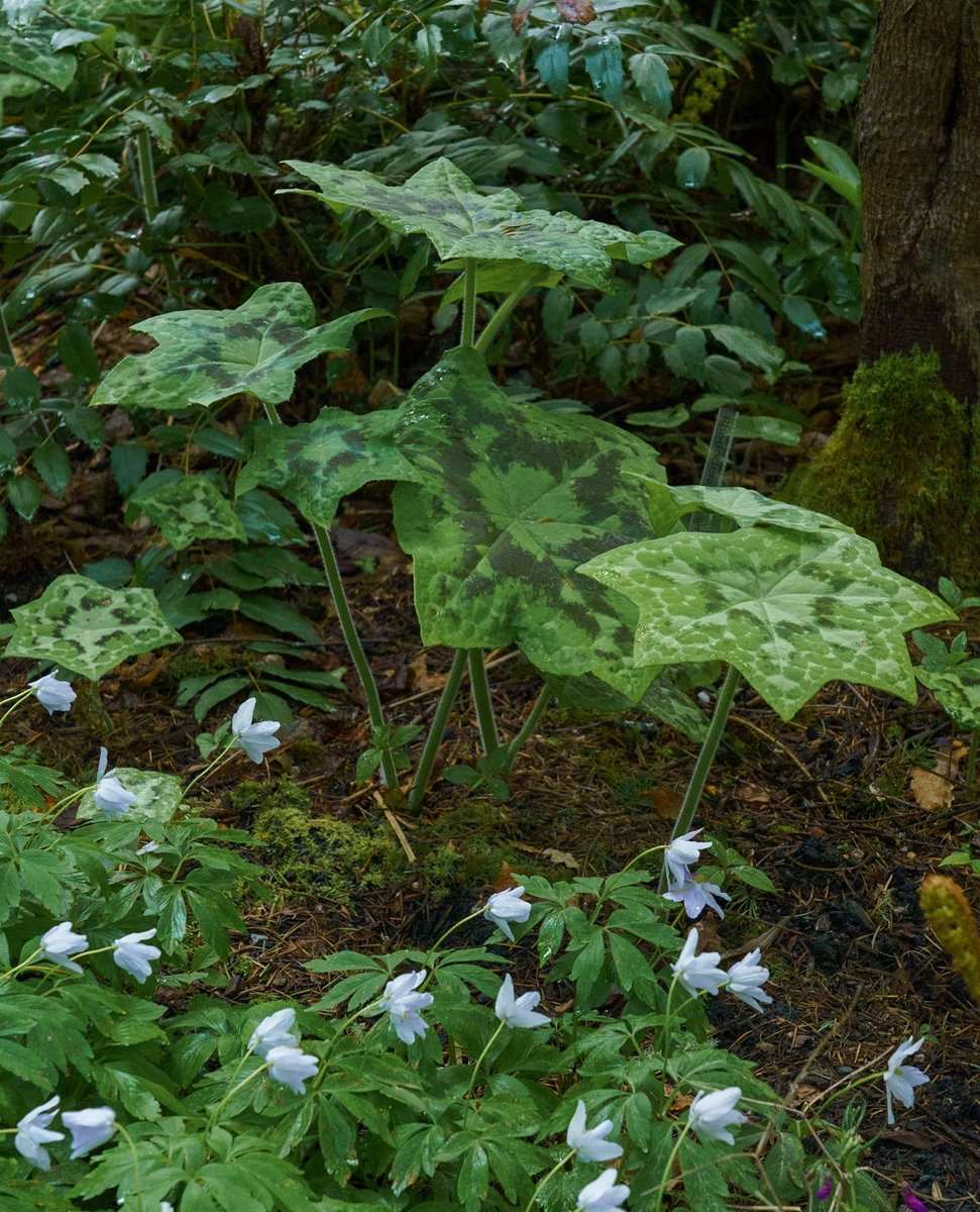 Woodland plants like this podophyllum and wood anemone are starting to fill our early spring gardens with foliage and flowers. If you're looking for more unique plants like these, come to this weekend's plant &amp; garden art sale!