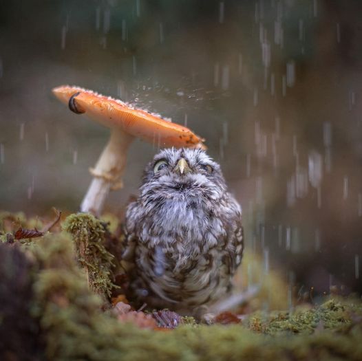 'Singing in the rain' 🎶🌨 Photo: Tierfotografie Tanja Brandt