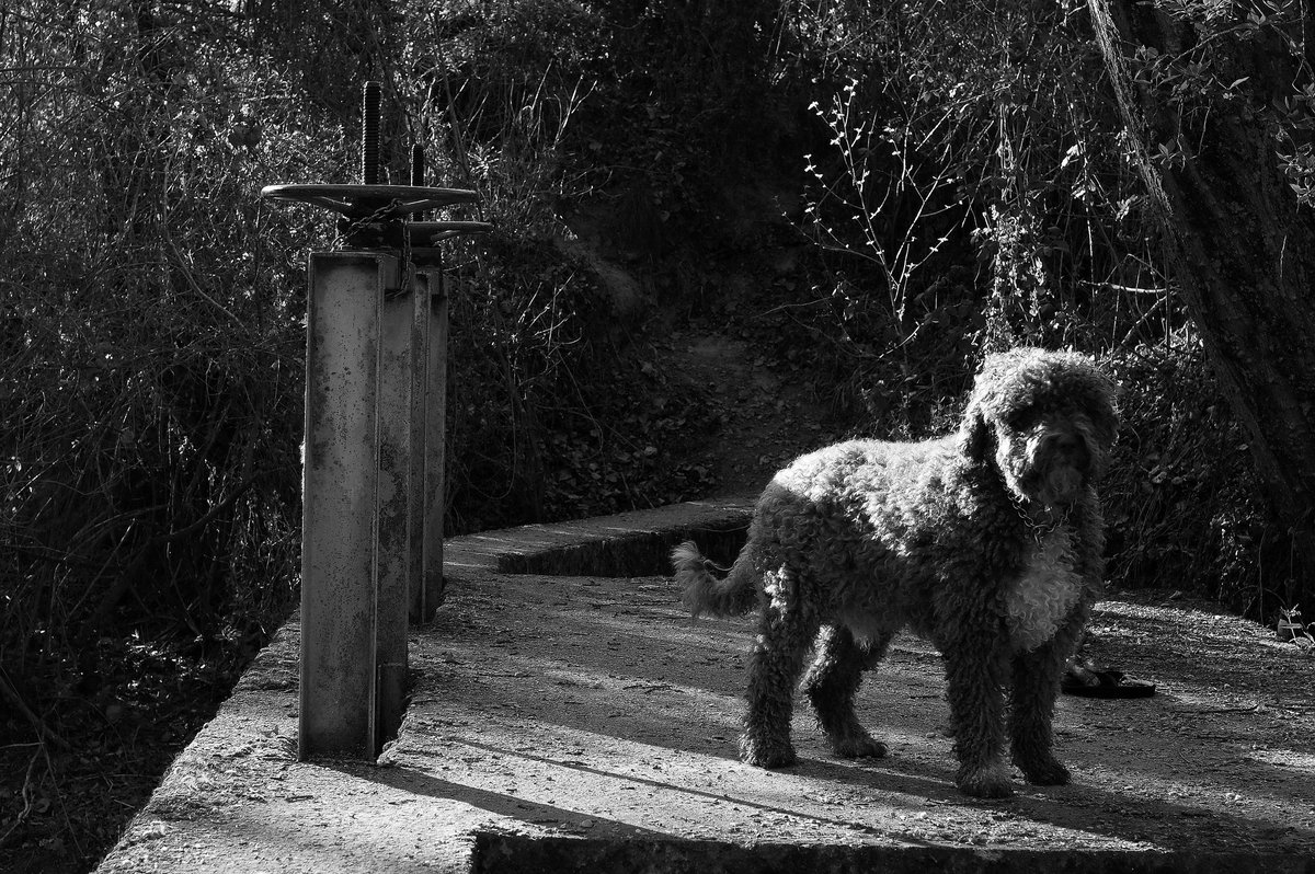 alayos61's tweet photo. Por las acequias..
La mañana nos saluda..
©Eloy
#spainwaterdog #pdae #pentaxk3II #perrodeaguaespañol #losalayosdilar https://t.co/O8d7Rq4cob