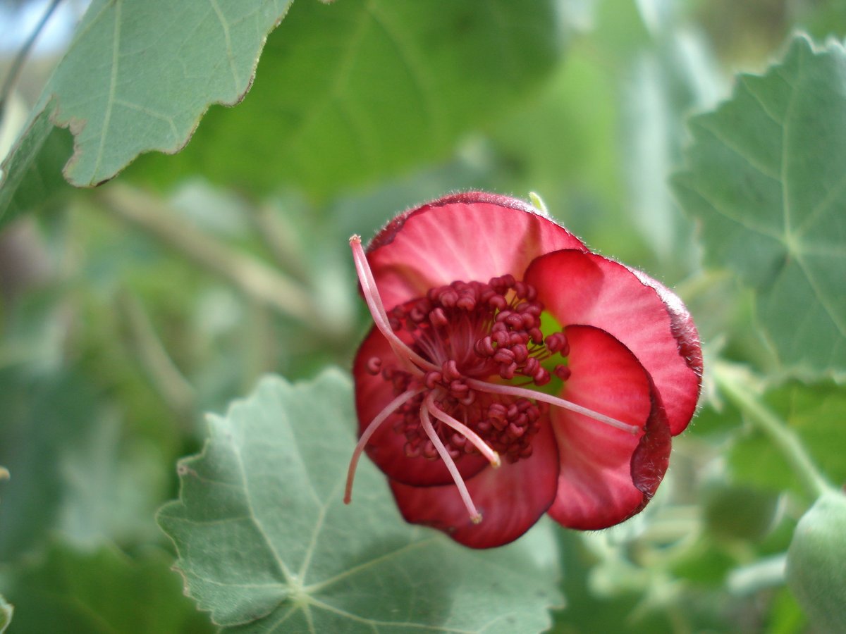 NTBG's tweet photo. Did you know #Hawaii's Senator @maziehirono introduced a resolution designating April 2023 as National Native Plant Month? We love native plants for the unique role they play in their habitat, making each place distinct from anywhere else. Here are a few native #Hawaiian species. https://t.co/dvjNFORZvD