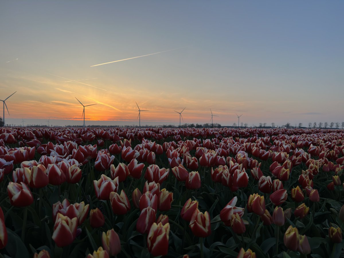Een mooi begin van het tulpenseizoen! #lente <a href="/TFlevoland/">Tulpenroute Flevoland 🌷</a>