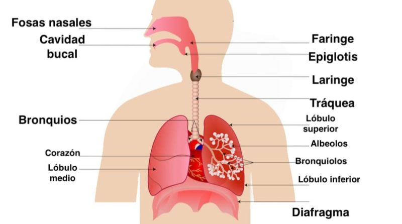Logoroci's tweet photo. ¿Qué es el APARATO FONADOR?👄Es el conjunto de órganos que permiten la producción de sonidos y articulación del habla. Incluye las estructuras de cabeza, cuello y tórax involucradas en el habla, como la laringe, cuerdas vocales, faringe, boca, lengua, labios y pulmones #uv_rtl23 https://t.co/UkUlNefire