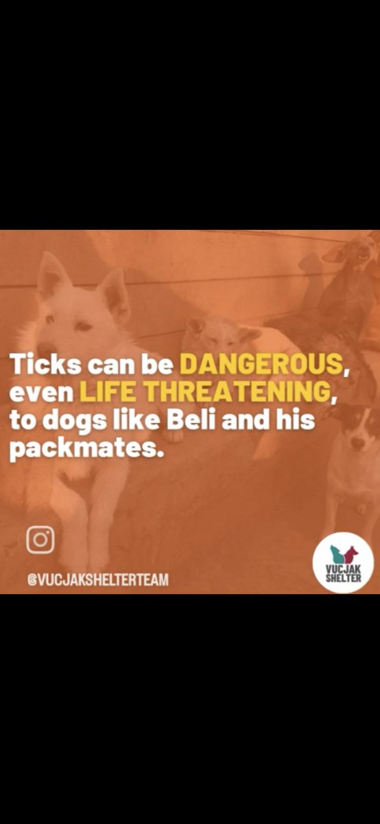 VucjakShelter's tweet photo. Let's keep @vucjakshelter pups healthy & happy 🐕!!
#vucjakshelter
#tickseason
#simparica
#rescuedog
#dogshelter
#tickplague
#adoptdontshop
#dogsofserbia
#alldogsmatter
#savedogs https://t.co/RL8et1jvsw