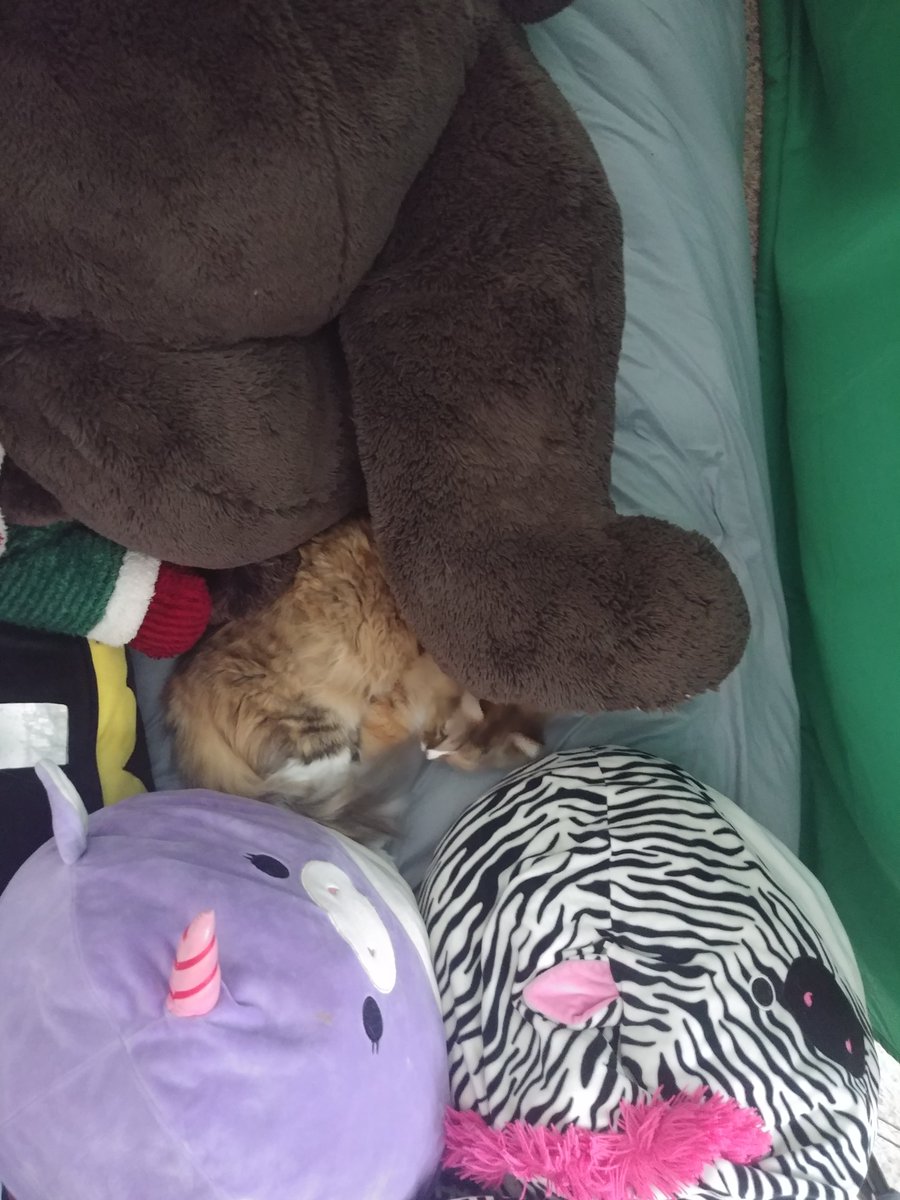 The day bed behind thd green screen has become Perry's new favorite sleeping spot

#CatsOfTwitter #LOOKATMYCUTECAT