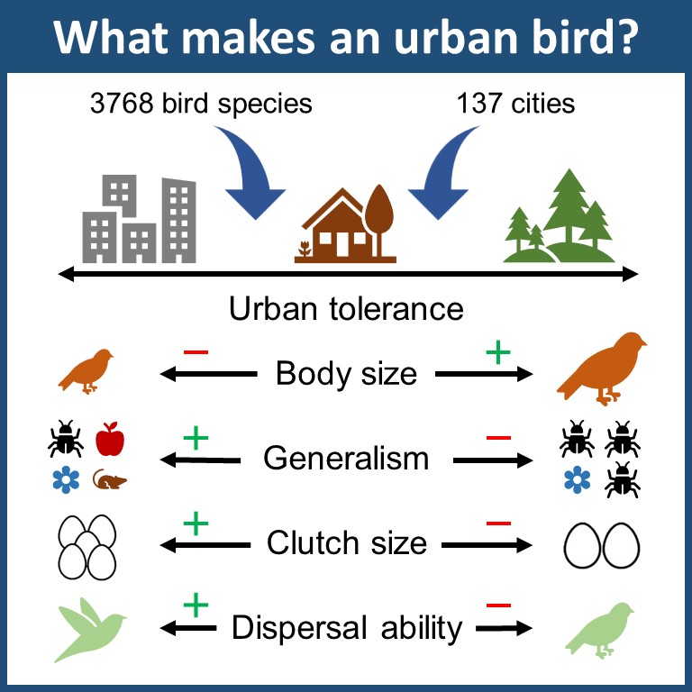 MHCNeateClegg's tweet image. Our new urban birds paper is out now in @CurrentBiology! We combine global eBird data and traits to ask: what makes an urban bird? This was a huge @UCLAEEB team effort with @mwtingley, Ben Tonelli, @CaseyYoungflesh, @joannaxwu, Graham Montgomery, and @sekercioglu. A🧵(1/7)