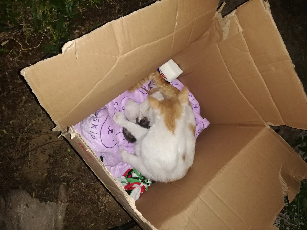 A mother cat and her newborn kittens. Thank you for the helpful advice <a href="/GhinaNahfawi/">Ghina</a>