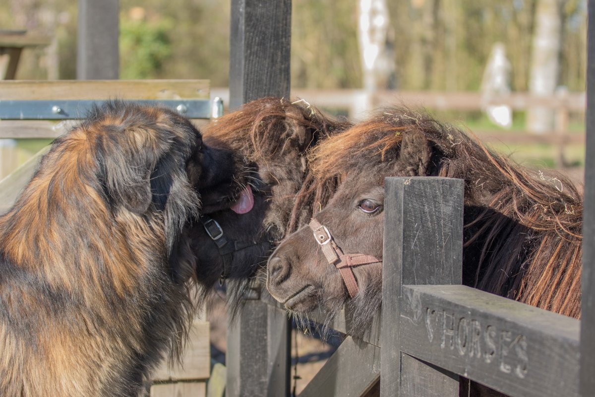 Klokkebakker's tweet photo. #Tijd voor Casper en de shetten,volgens mij wil hij in de zorg, #leonberger #shetlander https://t.co/viFNbkkL5O