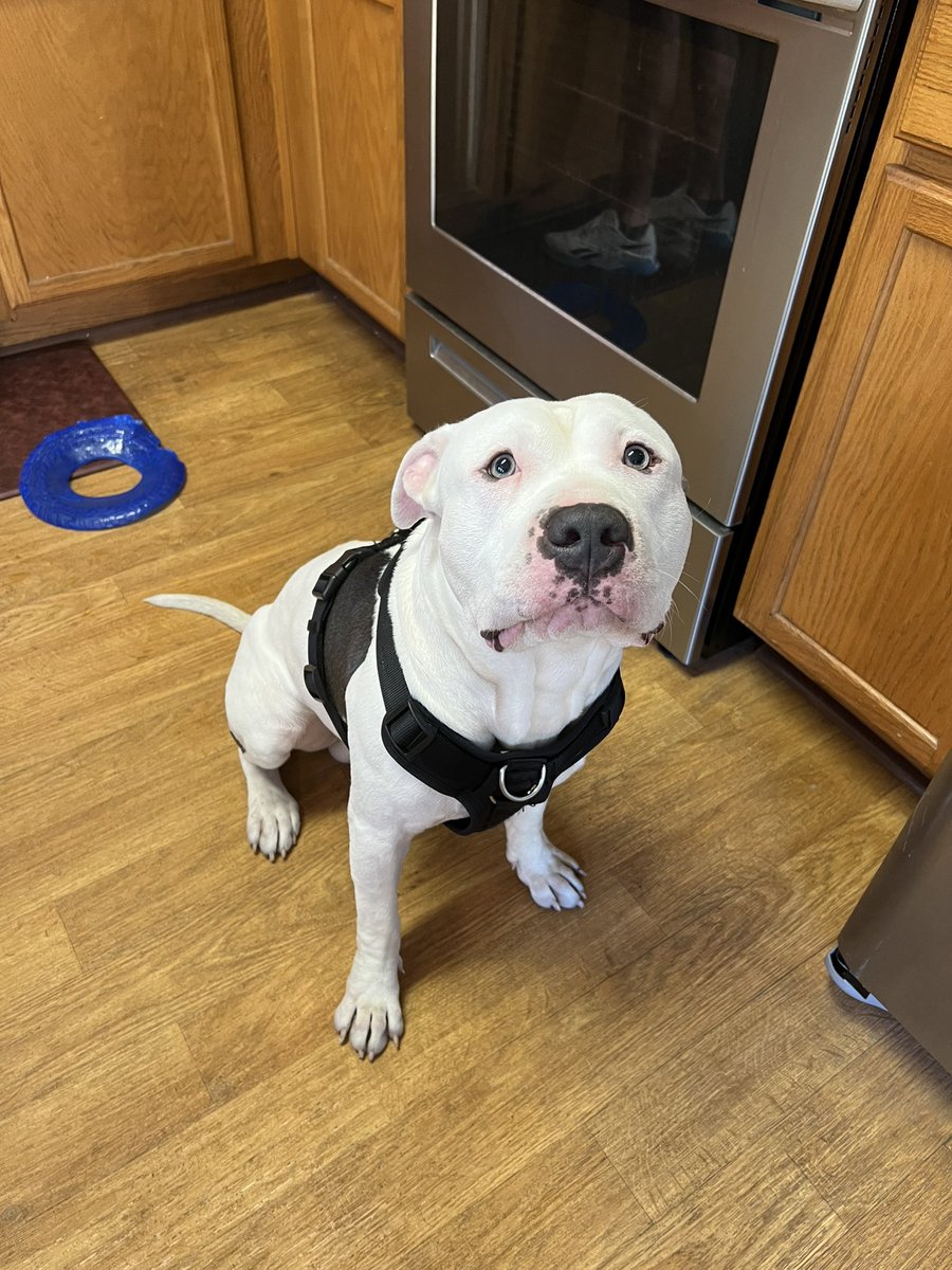 j_durkin's tweet photo. @jamalagnew @andrecisco7   would you guys be interested in this big boy? Or do you know if anyone else on the team would be interested? He’s fixed and vaccinated. I can give more details if interested https://t.co/QzVHUk2vgh