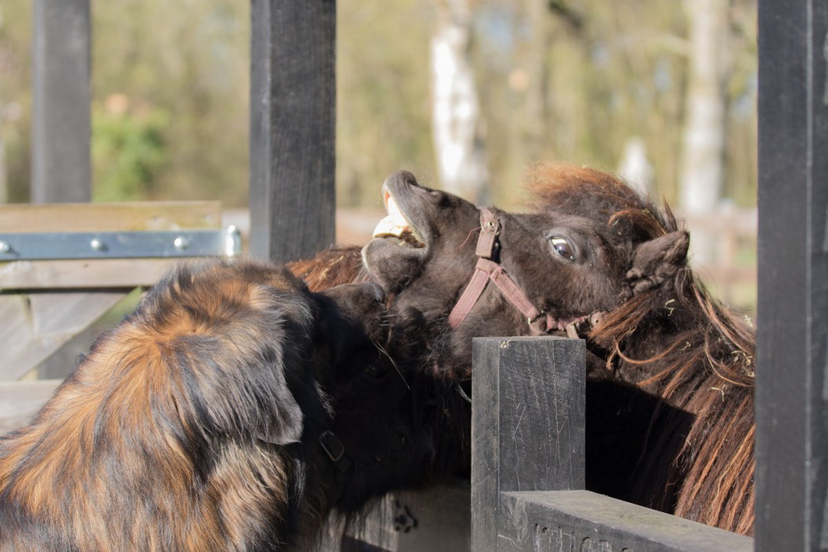 Klokkebakker's tweet photo. #Tijd voor Casper en de shetten,volgens mij wil hij in de zorg, #leonberger #shetlander https://t.co/viFNbkkL5O