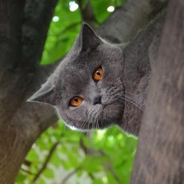 Robinson | Serquel's cat tweet media