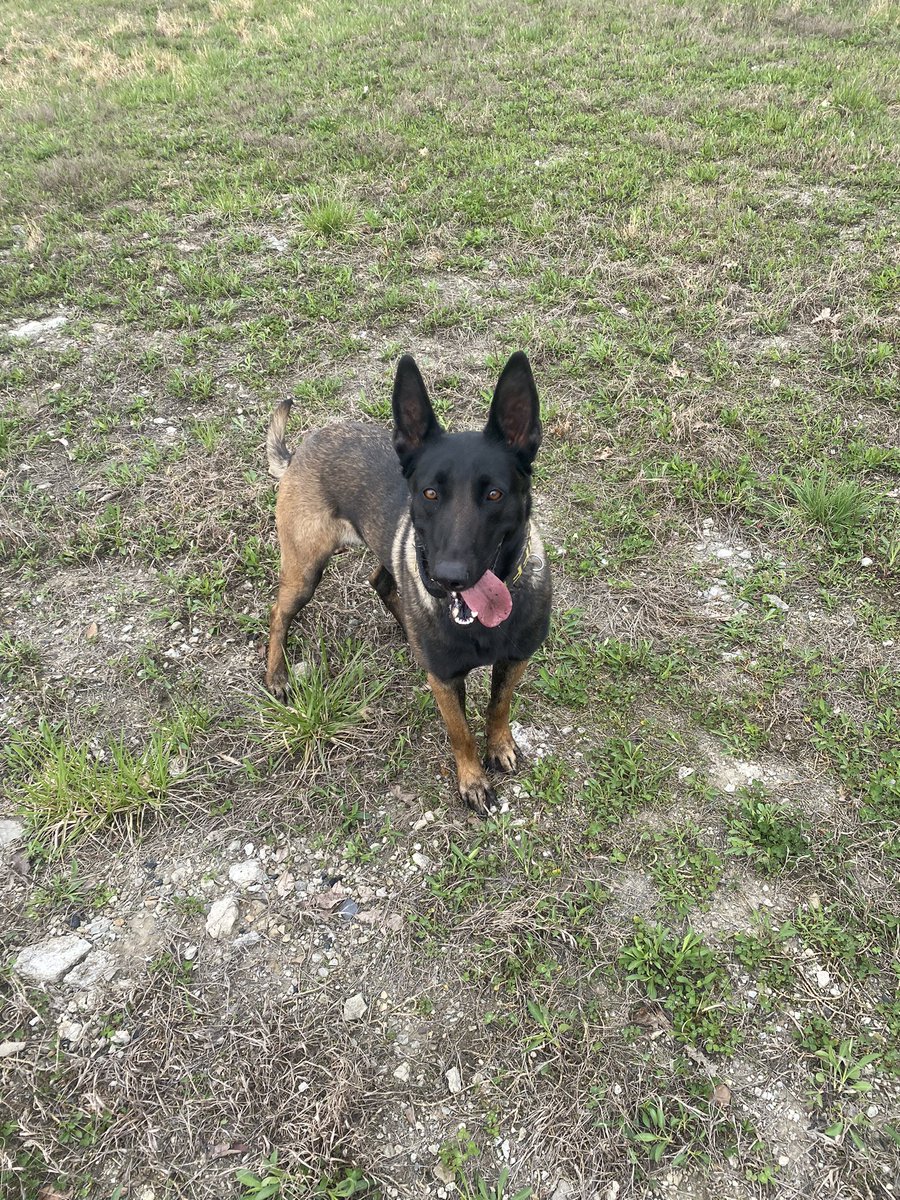 K9 Zoe out for a daily run today