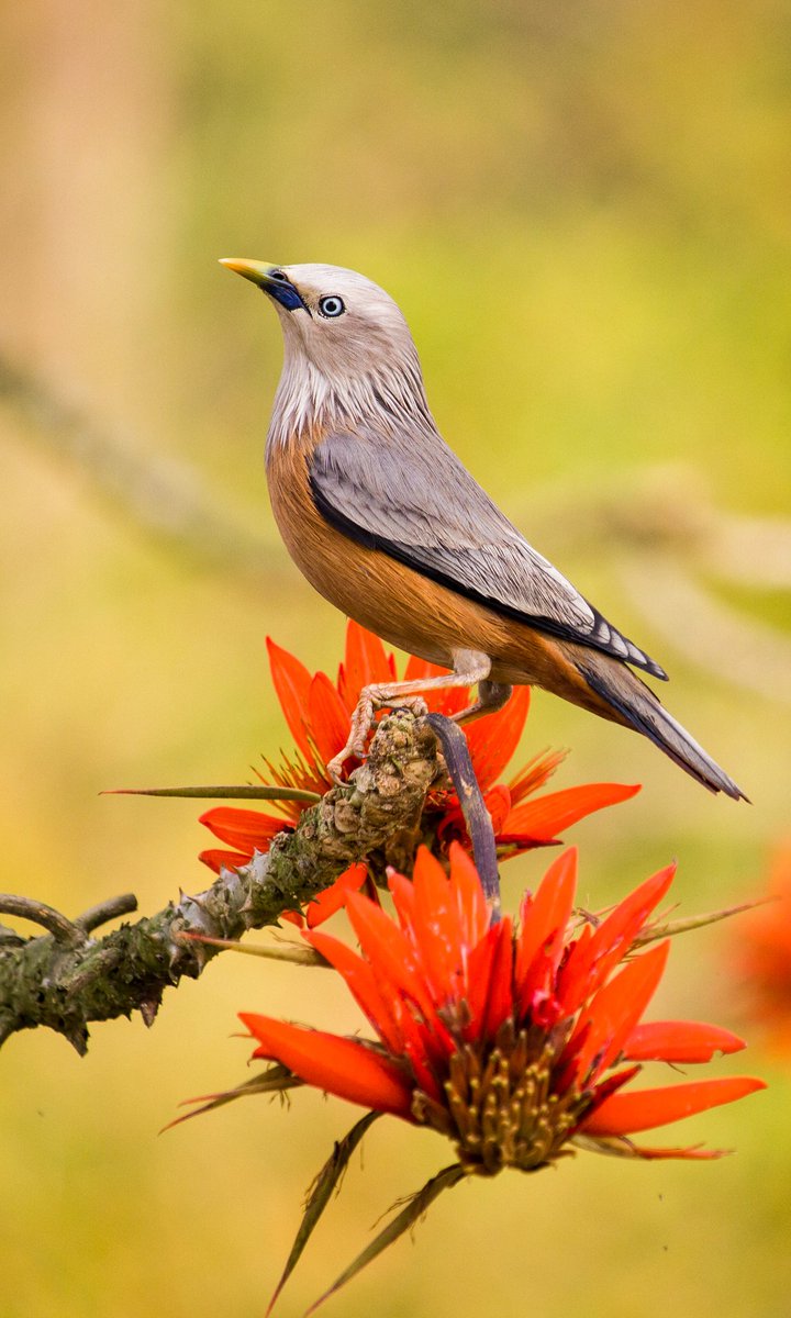 Chestnut-tailed Starling 
---------------
#incrediblebirding 
#TwitterNatureCommunity  #IndiAves #NaturePhotography  #BirdsSeenIn2021 #BirdsPhotography #BirdTwitter #birdwatching #BBCWildlifePOTD #NatureBeauty #nikonphotography 
#NatGeo #canonphotography